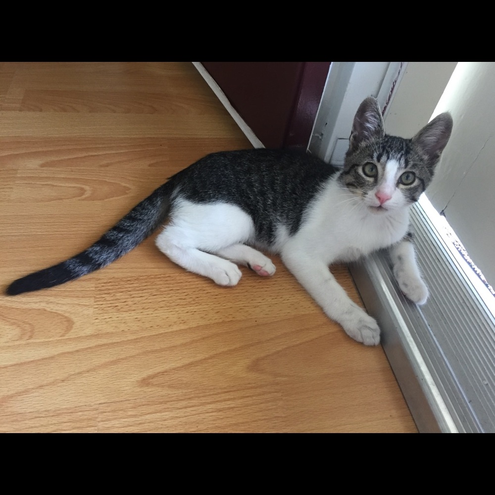 Meet your Posher, Nina